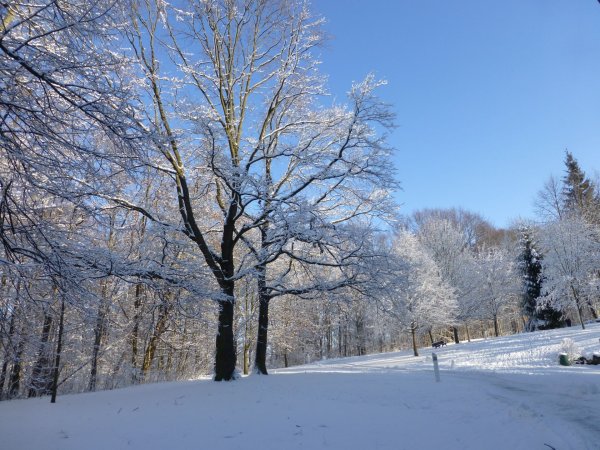 B&auml;ume Winter | &copy; Tourist-Information Bad Lausick